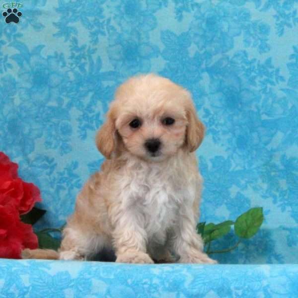 Cherry, Maltipoo Puppy